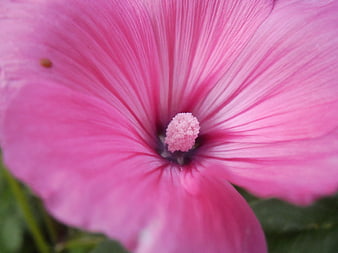 Close-up of vibrant pink hibiscus flower with detailed petals