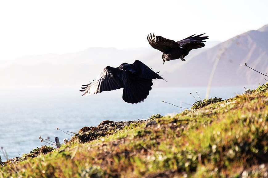 Two Ravens Flying Over Coastal Cliffside