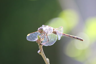 Close-up of a dragonfly perched on a twig