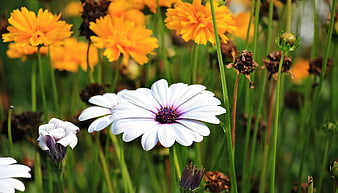 White Osteospermum Daisy with Purple Center in Summer Garden