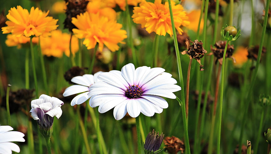 White Osteospermum Daisy with Purple Center in Summer Garden