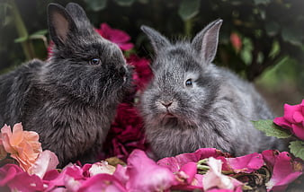 Two Cute Grey Rabbits Surrounded by Pink Flower Petals