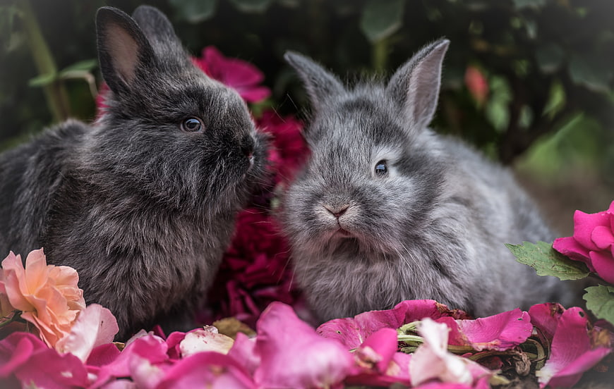 Two Cute Grey Rabbits Surrounded by Pink Flower Petals