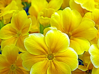 Close-up of vibrant yellow primrose flowers in full bloom