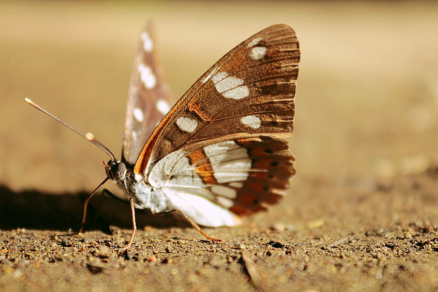 Close-up of a brown and white butterfly on textured ground