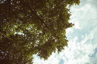 Low angle view of green tree canopy against cloudy sky
