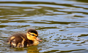 Cute fluffy duckling swimming in calm water
