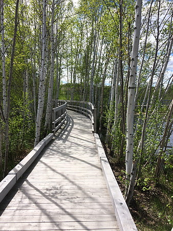 Wooden boardwalk winding through birch forest