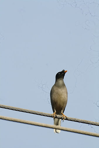 Jungle Myna Bird Perched on Wire Against Blue Sky