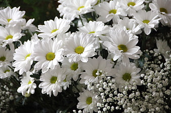 Close-up of white daisies and baby's breath bouquet