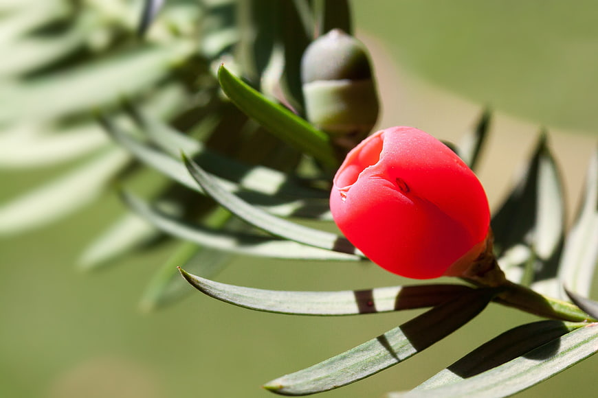 Close-up of vibrant red yew berry on green branch