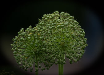 Close-up of green allium flower bud cluster