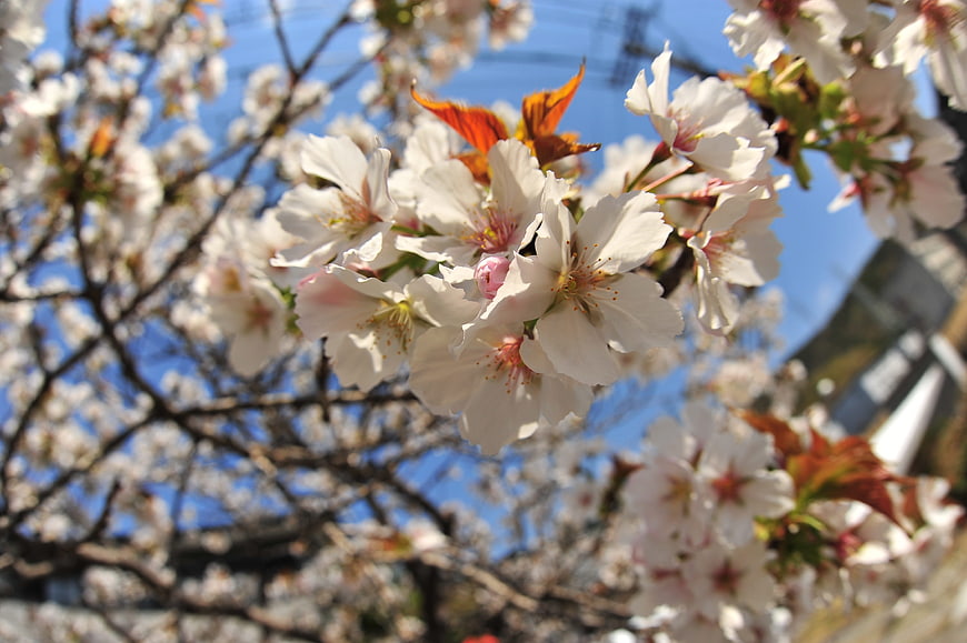 Close-up of white cherry blossoms against a blue sky
