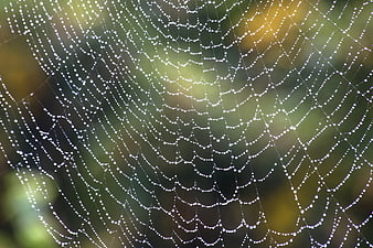 Close-up of spider web with dew drops on green background