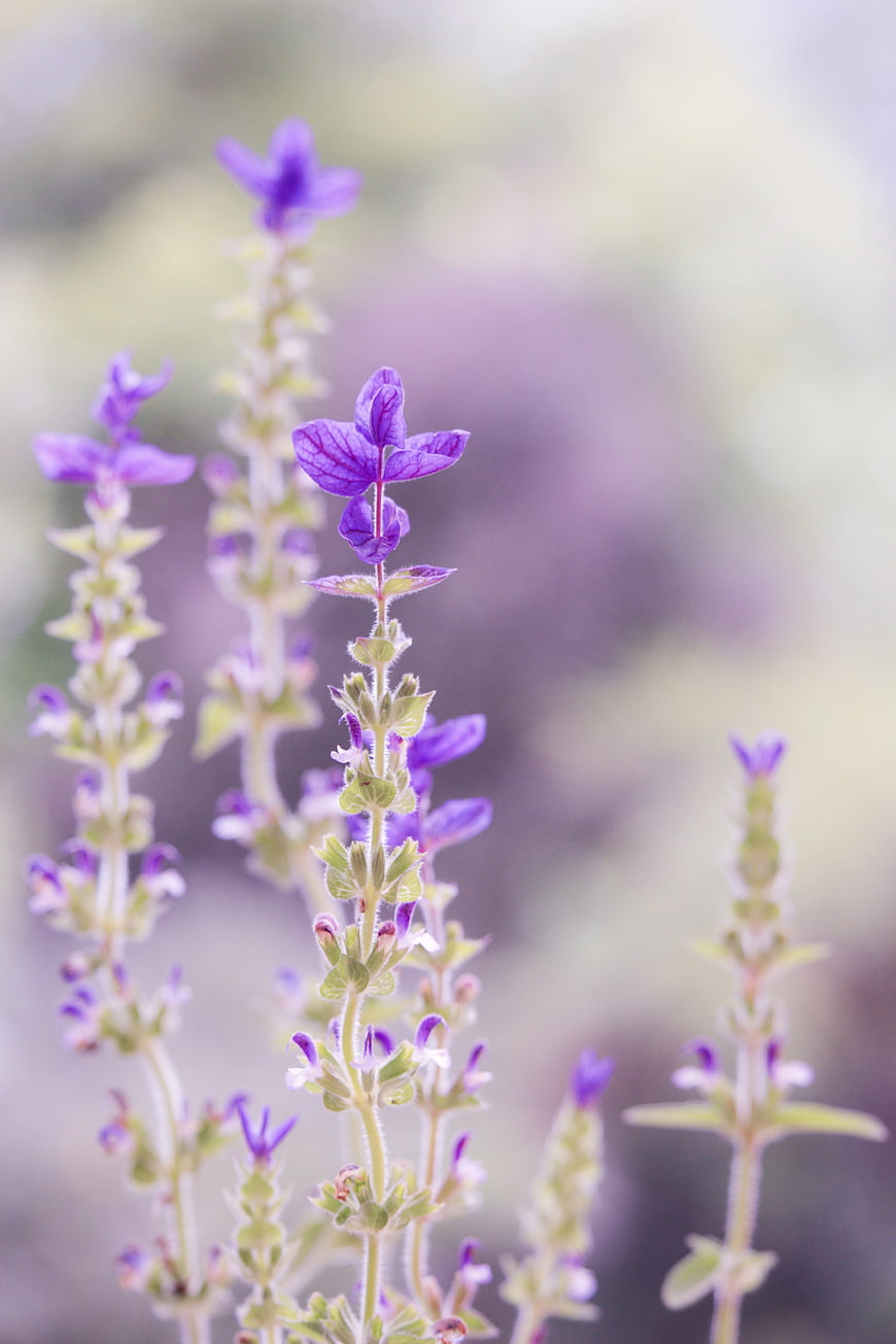 Close-up of purple wildflower spikes with soft blurred background