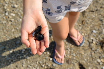 Child holding black mussel shells on pebble beach