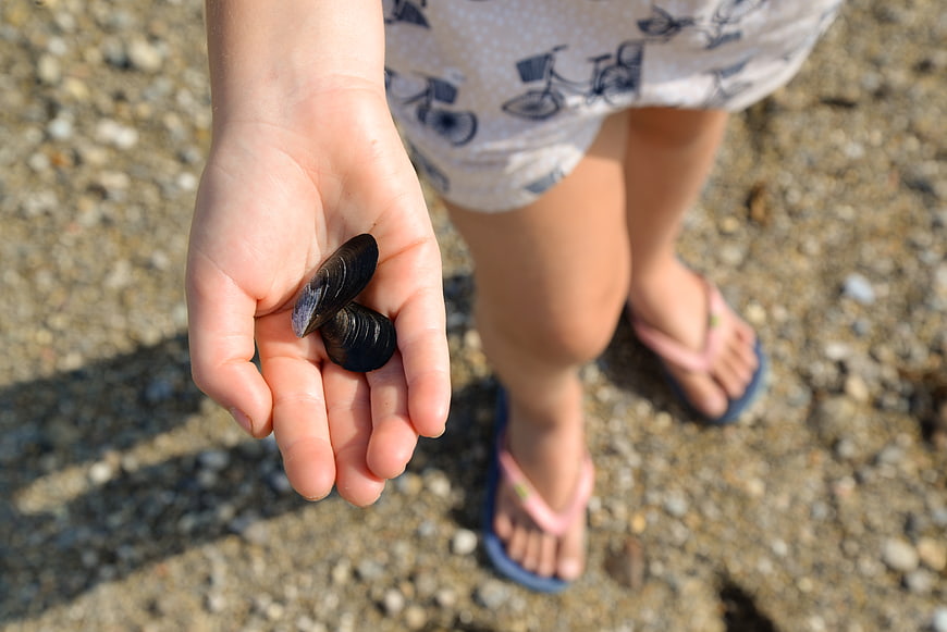 Child holding black mussel shells on pebble beach