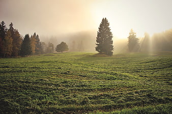 Misty Sunrise Over Green Meadow with Pine Trees