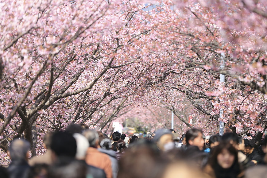 Crowd walking under blooming cherry blossom trees in spring