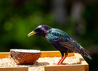 Male Starling Eating Seeds from Coconut Shell on Wooden Feeder