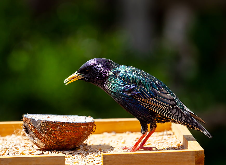 Male Starling Eating Seeds from Coconut Shell on Wooden Feeder