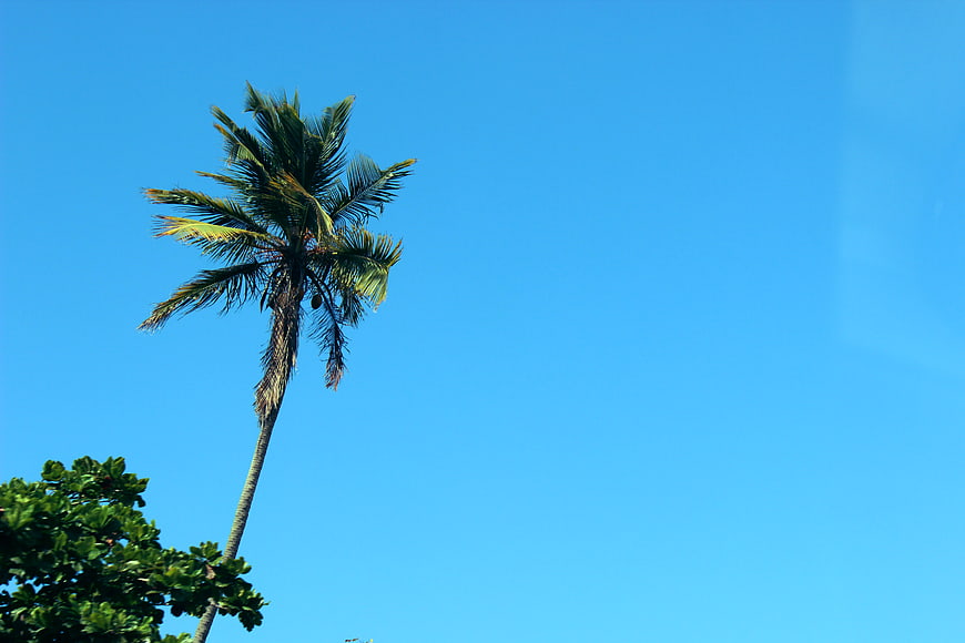 Tall Palm Tree Against Clear Blue Sky with Copyspace