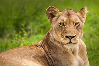 Close-up portrait of a lioness resting in green grass