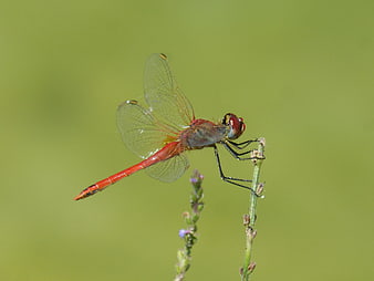 Red Dragonfly Perched on Green Plant Stem