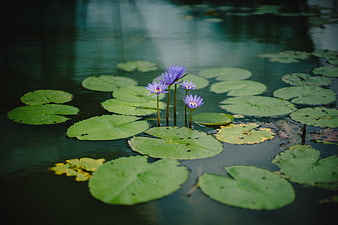 Purple water lilies blooming on green lily pads in a pond