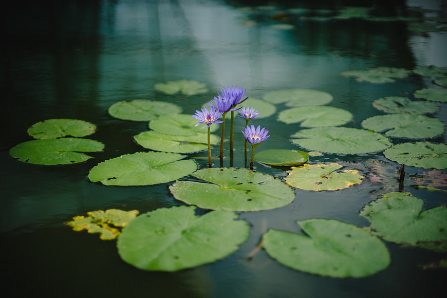 Purple water lilies blooming on green lily pads in a pond