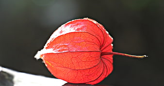 Close-up of vibrant red physalis alkekengi lantern fruit