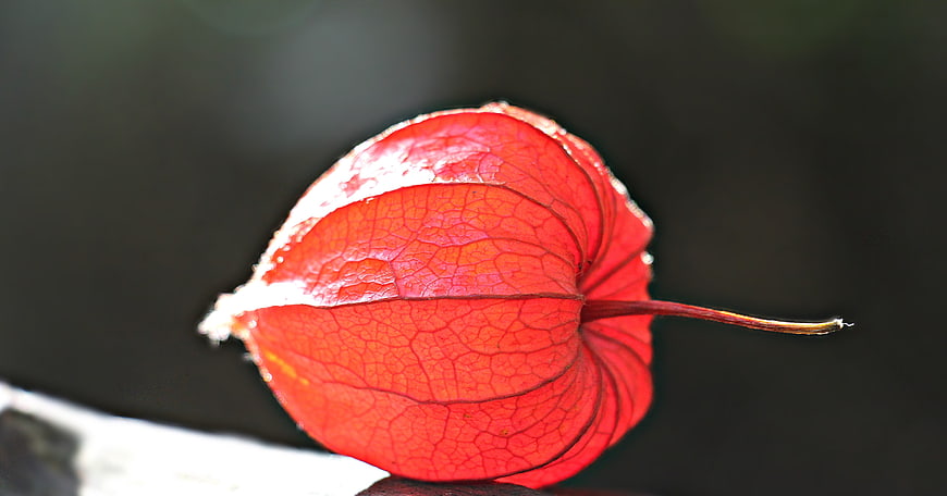 Close-up of vibrant red physalis alkekengi lantern fruit