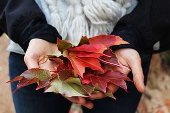 Hands holding vibrant red autumn leaves outdoors