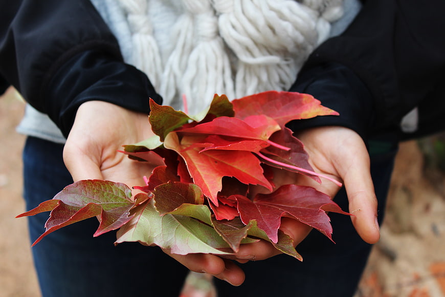 Hands holding vibrant red autumn leaves outdoors