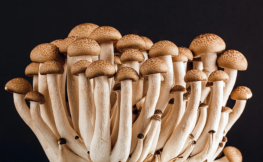 Close-up of fresh shimeji mushrooms on black background