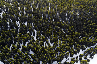 Aerial view of snowy pine forest with green treetops