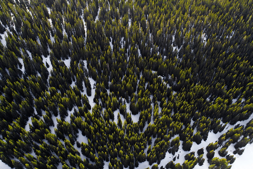 Aerial view of snowy pine forest with green treetops