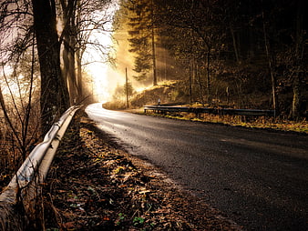 Sunlit Forest Road at Dawn with Mist