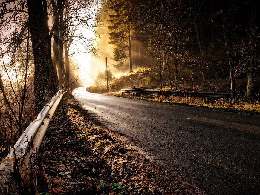 Sunlit Forest Road at Dawn with Mist