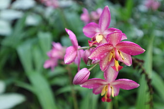 Pink orchid flowers with water droplets on green background