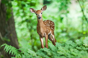 Cute Spotted Fawn Standing in Green Forest