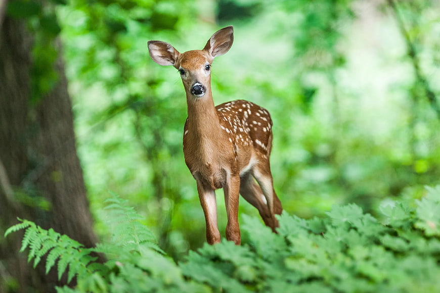 Cute Spotted Fawn Standing in Green Forest