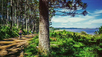 Cyclists Riding on Forest Trail Near Ocean View