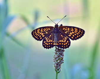 Close-up of orange and black butterfly on flower
