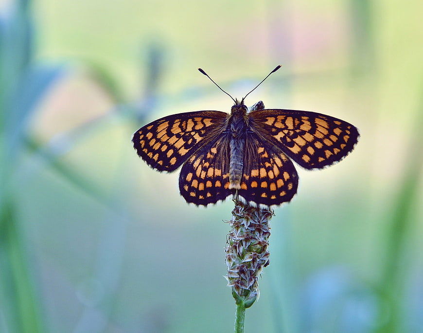 Close-up of orange and black butterfly on flower