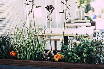 Assorted succulents and cacti in a rustic wooden planter box