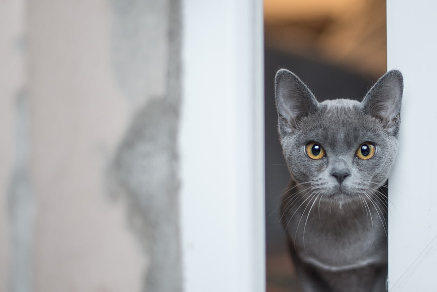 Curious Grey Cat Peeking Through White Door Frame