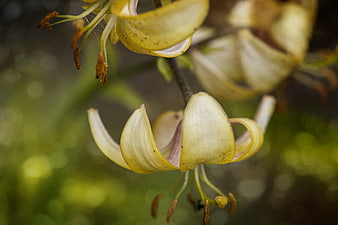 Close-up of yellow tiger lily flowers with green bokeh background