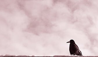 Black Crow Perched Against Soft Pink Cloudy Sky