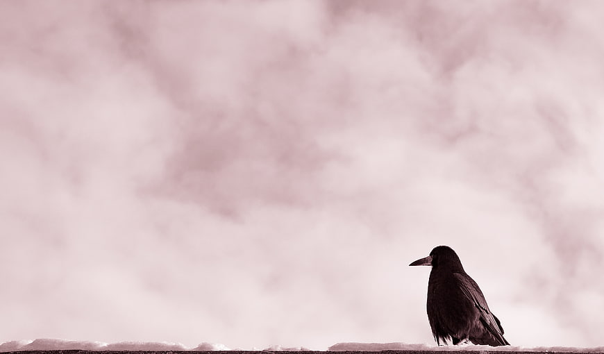 Black Crow Perched Against Soft Pink Cloudy Sky